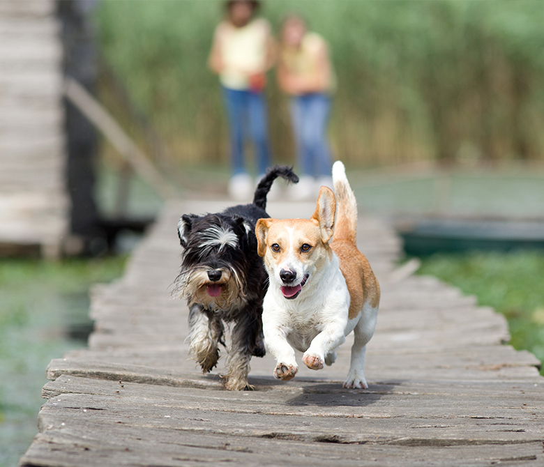 Pet Store St. Augustine Veterinarian