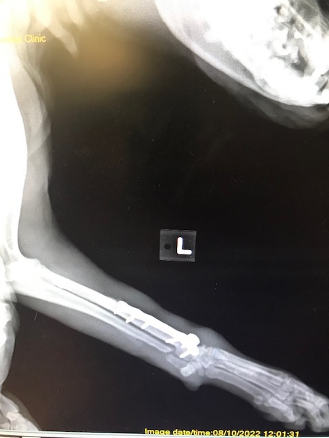 Peteys-healing-x-ray